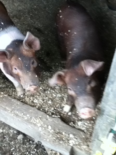 pig2