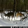 Hunter Camera