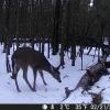 Hunter Camera