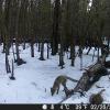 Hunter Camera
