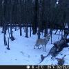 Hunter Camera