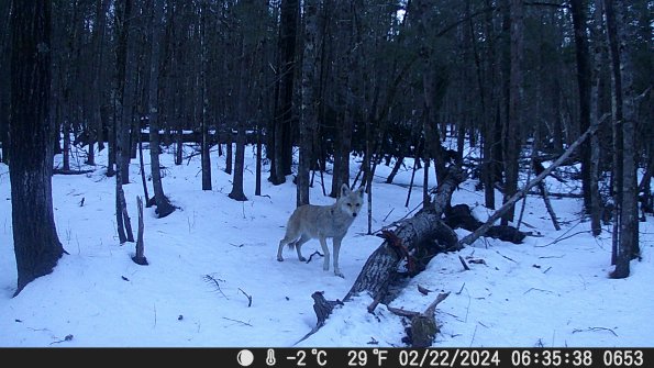 Hunter Camera